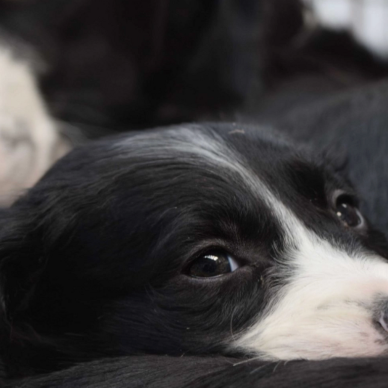 Dogs at the MADRA Dog Shelter