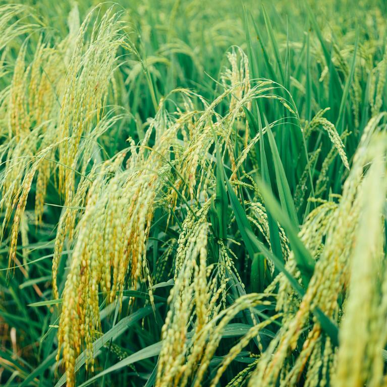 grain growing in field