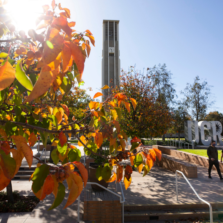 fall leaves in foreground of UCR bell tower