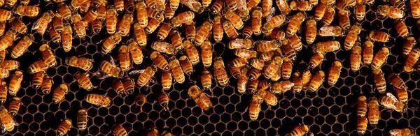 Electronic Bee-Veterinarian