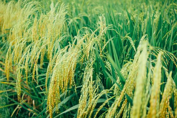grain growing in field
