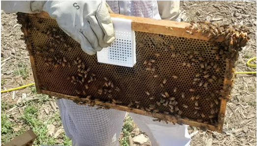 sensor on beehive frame 