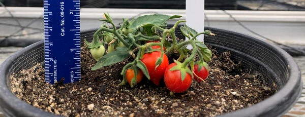 space tomatoes